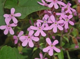 Saponaria Vaccaria mix - Img 2