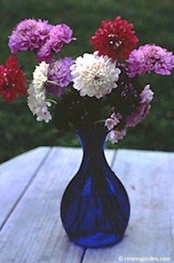 Scabiosa atropurpurea mix - Img 2