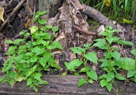 Scutellaria lateriflora-Gura lupului - Img 2