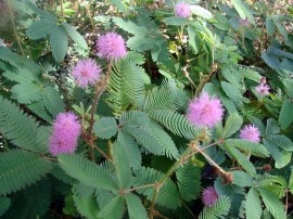 Sensitiva-Mimosa pudica - Img 3