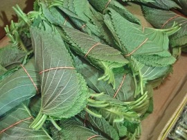Shiso green - Img 3