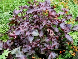 Shiso red - Img 2