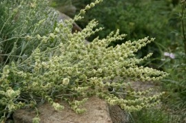 Sideritis Syriaca-Mountain tea - Img 6