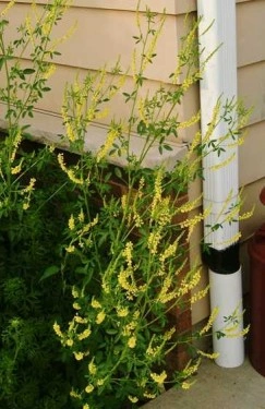 Sulfina-Melilotus officinalis - Img 2