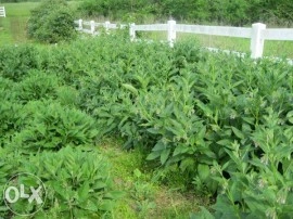 Tataneasa-Symphytum officinale - Img 2