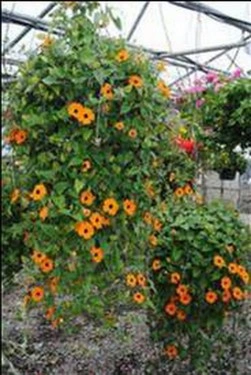 Thunbergia alata mix-Suzana cu ochi negrii - Img 3