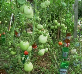 Tomate Buzau 50 - Img 2