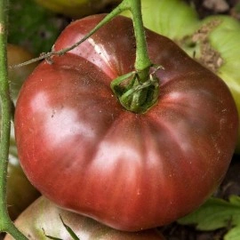 Tomate Cherokee Purple - Img 6