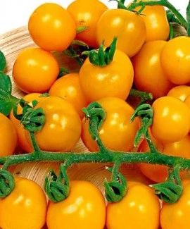 Tomate cherry Cereza Amarilla - Img 2