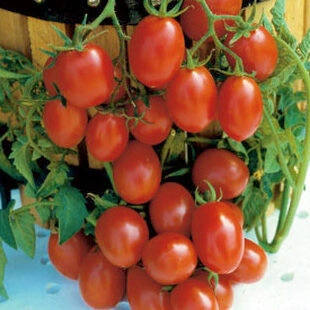 Tomate cherry Crovarese - Img 2
