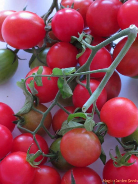 Tomate cherry Gartenperle - Img 2
