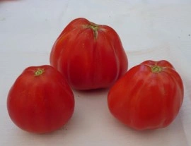 Tomate Coeur d'Albenga - Img 5