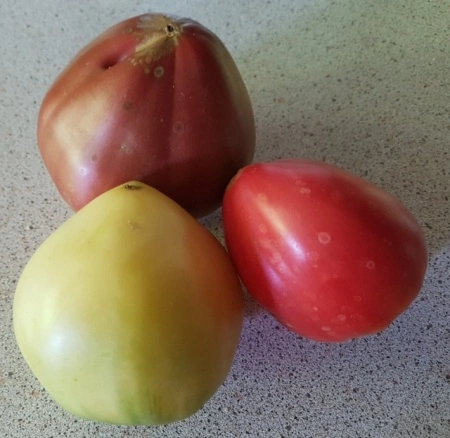 Tomate Inima de Bou Byalo Sartse - Img 2