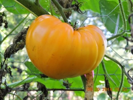 Tomate Inima de Bou Orange - Img 3