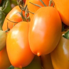 Tomate Orange Icicle - Img 3