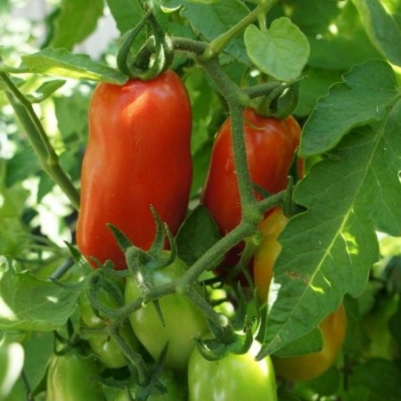 Tomate San Marzano - Img 2