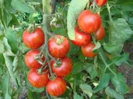 Tomate Tigerella - Img 2