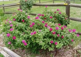 Trandafir de dulceata Rose de Rescht - Img 2