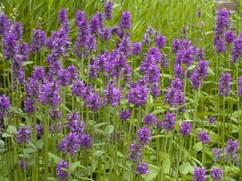 Vindecea-Stachys officinalis
