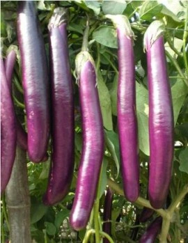 Vinete Long Purple - Img 4