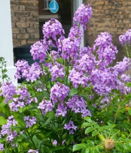 Violeta de noapte-Hesperis Matronalis - Img 3