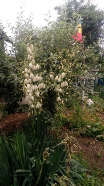 Yucca filamentosa - Img 3