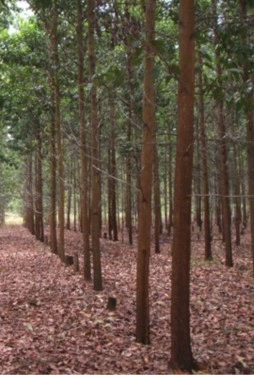 Acacia Mangium - Img 4