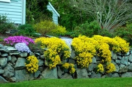 Alyssum saxatile Gold - Img 5