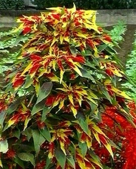Amaranthus tricolor Splendens - Img 2