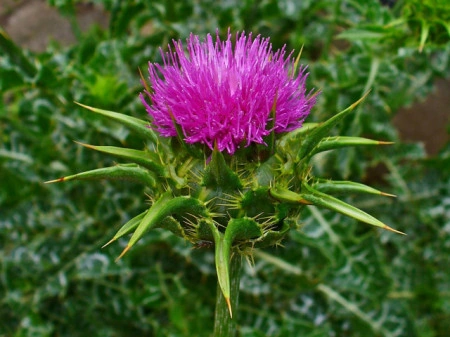 Armurariu-Silybum Marianum - Img 6