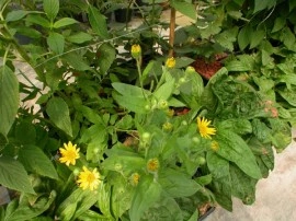 Arnica montana - Img 7