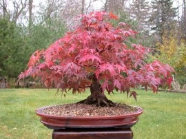 Artar japonez-Acer palmatum atropurpurea - Img 8