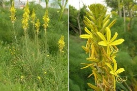 Asphodeline lutea - Img 3
