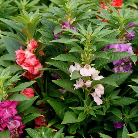 Balsamine-Impatiens Balsamina mix - Img 5