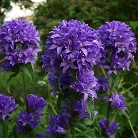 Campanula Glomerata Superba - Img 4