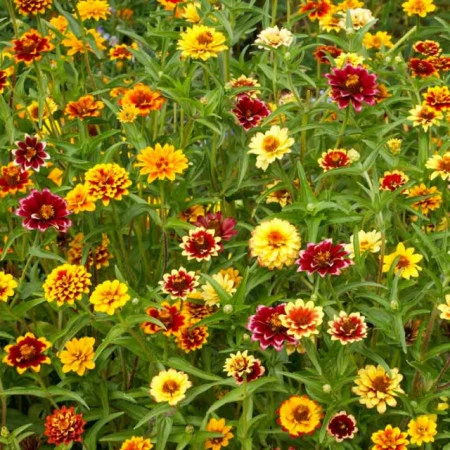 Carciumareasa Mexicana-Zinnia Haageana - Img 2