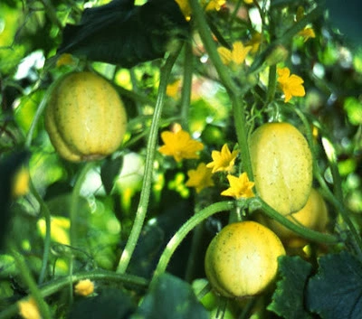 Castravete Lemon - Img 3