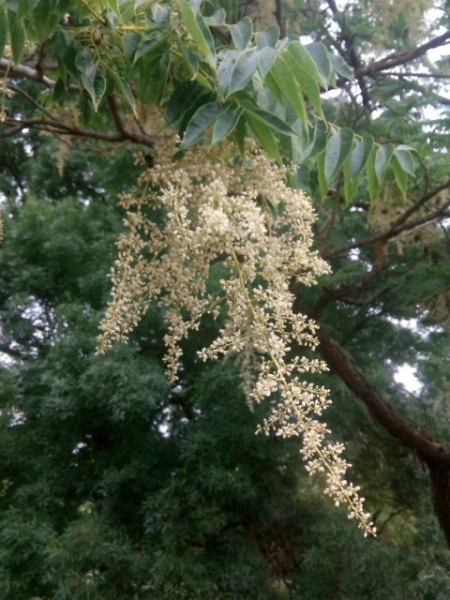 Cedru Chinezesc-Toona Sinensis - Img 4
