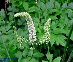 Cimicifuga racemosa - Img 2