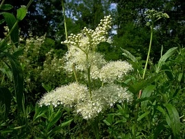 Creţușca-Filipendula ulmaria - Img 2