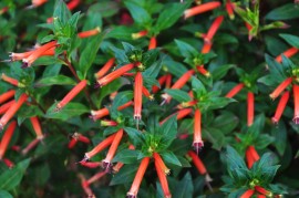 Cuphea ignea