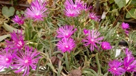 Delosperma Cooperi-Floarea de cristal - Img 5