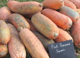 Dovleac Pink Banana Jumbo