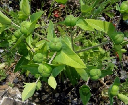 Euphorbia Lathyris-Planta Anticartita - Img 2