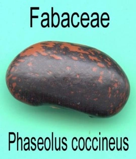 Fasolea Phaseolus coccineus - Img 2