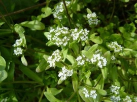 Fetica-Valerianella locusta - Img 6