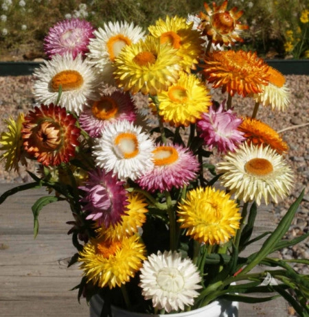 Flori de pai-Helichrysum bracteatum mix - Img 5