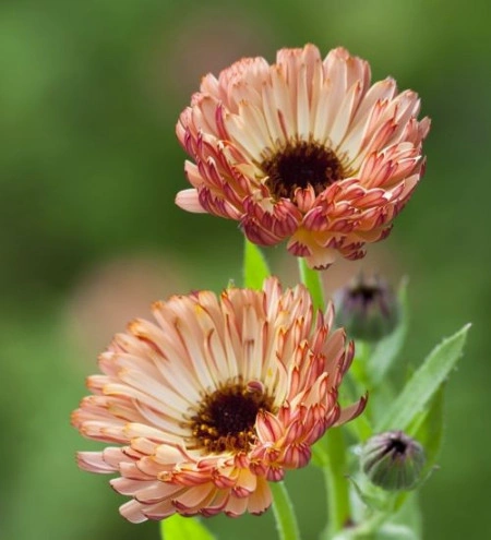 Galbenele-Calendula Off. Touch of Red Buff - Img 2