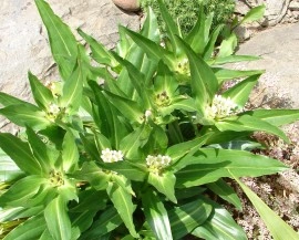 Gentiana Tibetica - Img 2