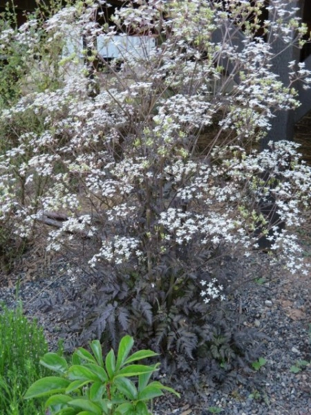 Hasmatuchi purple-Anthriscus Sylvestris RavensWing - Img 5